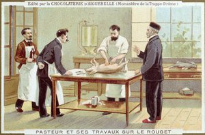 Louis Pasteur (1822-95) trabalhando na investigação do sarampo, cartão de publicidade para a Chocolaterie dAiguebelle