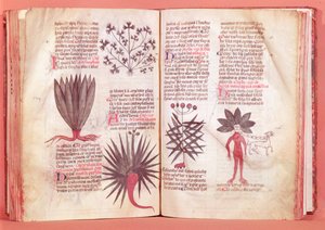 Mandrake, de um tratado de Dioscórides (AD 40-c.90) de French School