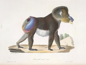 Mandrill, macho, velho. Um velho babuíno mandril, da Histoire Naturelle des Mammifères (cor litho) de French School