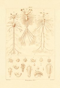 Metamorfose, 1833-39 de French School