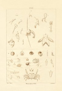 Metamorfose, 1833-39 de French School