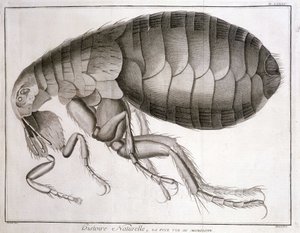Microscópio - em "Enciclopédia", Diderot et d