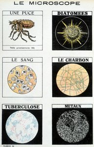 Microscópios: um chip, diatomáceas, sangue, carvão, tuberculose, metais. de French School