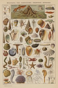 Moluscos, Vermes, Equinodermes, Coelenteres, Infusórios (litografia a cores) de French School