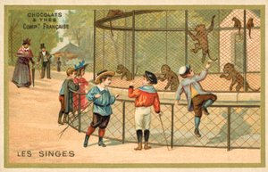 Macacos (chromolitho) de French School