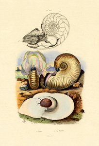 Caracol da Lua, 1833-39 de French School