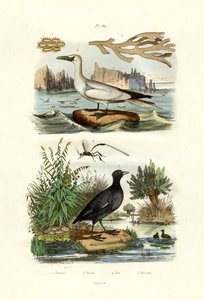 Moss Animal, 1833-39 de French School