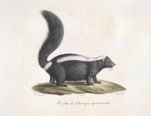 Skunk. Skunk, de História Natural dos Mamíferos (lito colorido) de French School