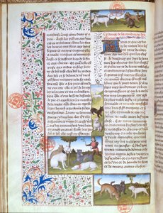Ms 3717 Cães de caça, do Livre de la Chasse de Gaston Phebus de Foix (1331-91) (vellum) de French School