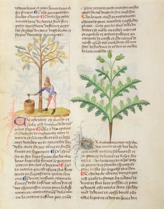Ms Os diferentes ervas por Dioscorides, fol.165r Tapping Contorcendo de French School