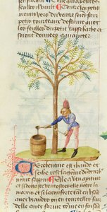 Ms Est 28 M.5.9 fol.165r Coletando terebintina, de Grand Herbier por Pedanius Dioscorides (c.40-90 dC) de French School