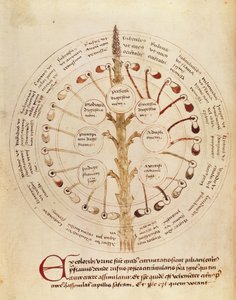 Ms Lat 11229 fol.19r Tabela para análise de urina, de Small Hygiene and Medicine de French School