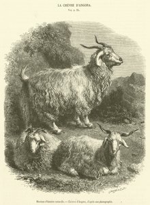 Museu de História Natural, Cabras Angorá (gravura) de French School