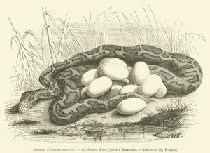 Museu de História Natural, Incubação de uma pitão de duas listras (gravura) de French School