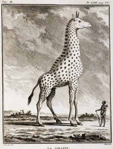 Placa de História Natural: La Giraffe - em "História Natural, Geral e Particular" de Buffon de French School