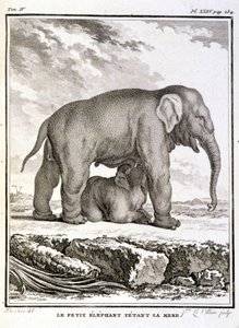 Placa de História Natural: O Pequeno Elefante Taunhando Sua Mãe - em "História Natural, Geral e Particular" de Buffon de French School