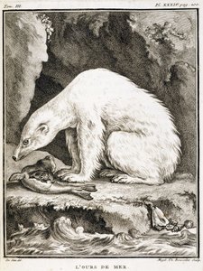 Quadro de história natural: O urso-marinho alimenta-se de uma foca - in "História Natural, Geral e Particular" de Buffon de French School