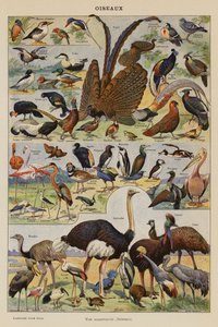 Aves (litografia a cores) de French School