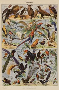 Aves (litografia a cores) de French School