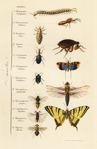 Ordens de Insectos de French School