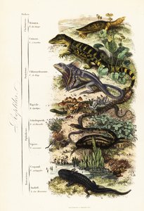 Ordens de répteis: tartaruga-de-capelo indiana vulnerável, Nilssonia gangetica, jacaré-de-óculos, crocodilo jacaré, lagarto-de-pescoço-frito, Chlamydosaurus kingii, pé escamoso comum, Pygopus lepidopudus, lagarto europeu de vidro, Pseudopus apodus, víbora  de French School