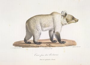 A nossa fem des Asturies. Fêmea urso castanho espanhol, da Histoire Naturelle des Mammifères (cor litho) de French School