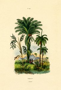 Palmeiras, 1833-39 de French School