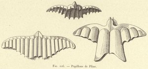 Borboletas de Plínio (gravura) de French School