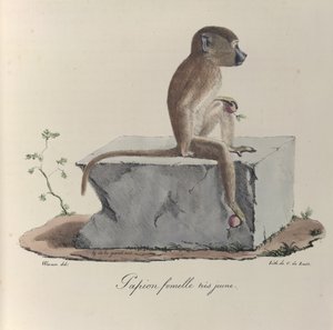 Papião fêmea muito jovem, Um macaco papião, da 