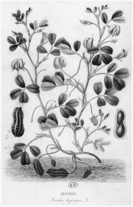 Amendoim (Arachis hypogaea) de French School