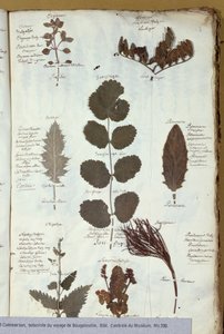 Herbário de Philibert Commersons (1727-1773) de French School