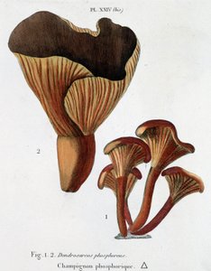 Cogumelo fosfórico em Jean Jacques Paulet "Traité des champignons", final do século XVIII de French School