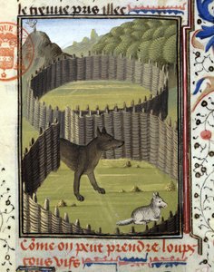 Piege a wolf - no "Livro de Caça de Gaston Phoebus, Conde de Foix, Senhor de Béarn". de French School