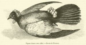 Pombo chinês com assobio (gravação) de French School