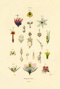 Melhoramento de plantas, 1833-39 de French School