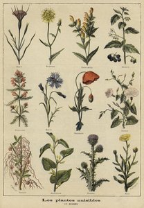 Plantas prejudiciais à agricultura de French School