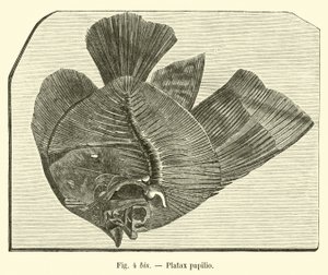 Platax papilio de French School