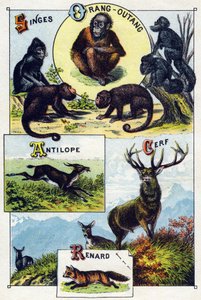 Prato 1: Macacos, orangotangos, Antílope, Veado, Raposa. Gravura em "Alfabeto silábico de animais selvagens". Serie A. Pellerin et Cie, impressores-editores, Epinal, final do século XIX. Cromolitógrafos . Pequeno álbum publicitário de 8 páginas contendo um de French School