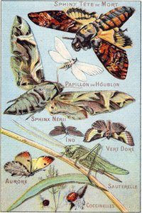 Placa 1: Esfinge Crânio, Borboleta do Lúpulo, Esfinge Neri, Ino, Verde Ouro, Aurora, Gafanhoto, Joaninhas. Gravura em "Alfabeto silábico de borboletas e insectos". Serie A. Pellerin et Cie, impressores-editores, Epinal, final do século XIX. Cromolitógrafos de French School
