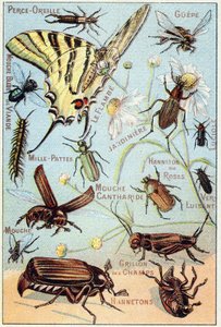 Placa 2: Furto de orelha, Gupe, Mosca da Carne Azul, Flambe, Gardener, Centipedes, Firefly, Caneton Rosa, Gloss worm, Fly, Field Cricket, Chablets de French School