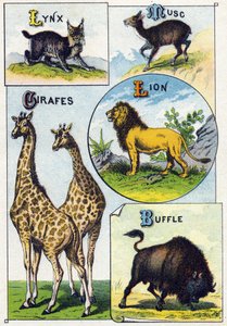 Placa 3: Luchs, Almíscar, Girafas, Leão, Búfalo. Gravura em "Alfabeto silábico de animais selvagens". Serie A. Pellerin et Cie, impressores-editores, Epinal, final do século XIX. Cromolitógrafos . Pequeno álbum publicitário de 8 páginas contendo um silabár de French School