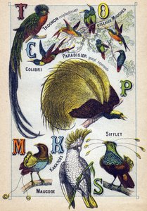 Placa 3: Núcleo Brilhante, Aves Moscas, Beija-flor, Paraíso Esmeralda, Kakatoes, Apito, Maucode. Gravura em "Alfabeto silábico dos pássaros". Serie A. Pellerin et Cie, impressores-editores, Epinal, final do século XIX. Cromolitógrafos. Pequena publicidade  de French School