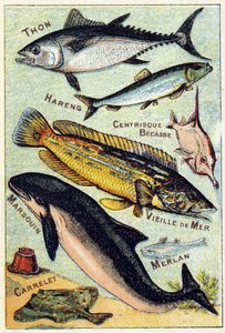 Prato 3: Atum, Arenque, Bico Centrico, Mar Velho, Golfinho, Badejo, Azulejo. Gravura em "Alfabeto silábico do mar e dos peixes de água doce". Serie A. Pellerin et Cie, impressores-editores, Epinal, finais do século XIX. Cromolitógrafos. Pequenos albu publi de French School