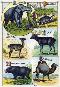Prato 4: Elefante, Texugo, Lama, Elan, Hippotamus, Camelo. Gravura em "Alfabeto silábico de animais selvagens". Serie A. Pellerin et Cie, impressores-editores, Epinal, final do século XIX. Cromolitógrafos . Pequeno álbum publicitário de 8 páginas contendo  de French School