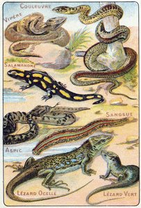 Prato 4: Cobra, Víbora, Salamandra, Aspic, Sanguessuga, Sanguessuga, Lezard ocelle, Lezard Verde. Gravura em "Alfabeto silábico de aves e répteis". Serie A. Pellerin et Cie, impressores-editores, Epinal, final do século XIX. Cromolitógrafos. Pequena public de French School