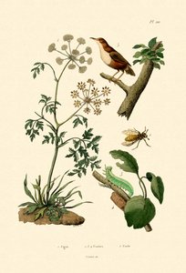 Hemlock do veneno, 1833-39 de French School