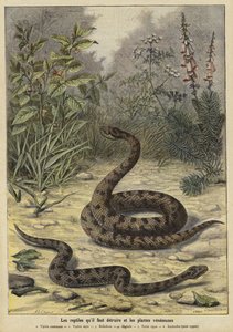 Cobras venenosas e plantas