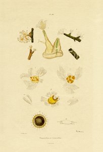 Pólipo, 1833-39 de French School