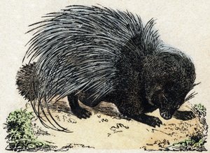 Porc-epic (Epopeia dos Porcos). Gravura em "Alfabeto dos animaux sauvages". 9ª Série. Imagem de Epinal, Pellerin, impressora-editora, cerca de 1870. Gravura em madeira, stencilled. 16 páginas. Dimensões: 20 x 15 cm. Coleção Particular de French School