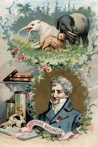 Retrato do Barão Georges Cuvier, zoólogo e paleontólogo francês (1769-1832), fundador da anatomia comparativa. Cromolitografia do século XIX. de French School